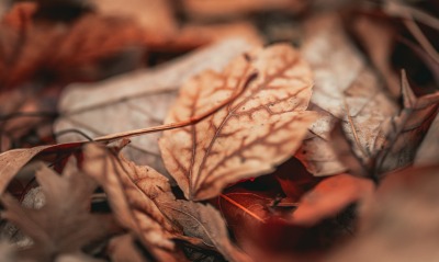 осенние листья, осень