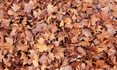 осень листва осенние листья