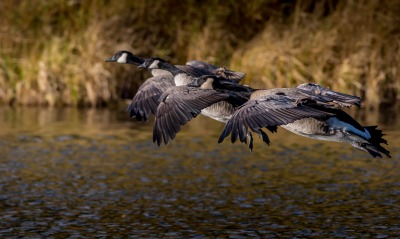 птицы полет над озером