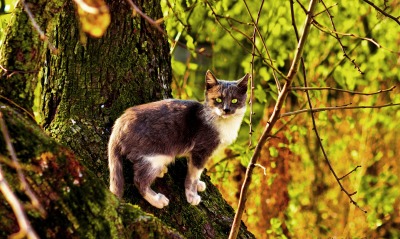 кот, дерево