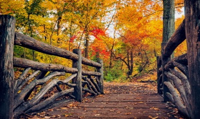 осенний лес осень мостик деревья
