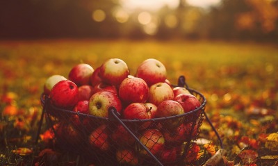 яблоки в корзине осень листва