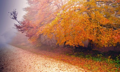 осень дерево дорога листья