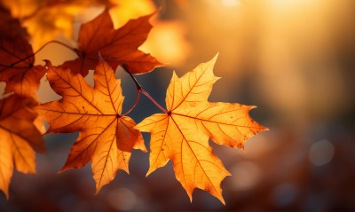 листья крупный план клен осень