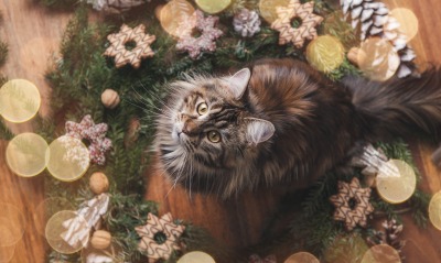 кошка рождество украшение ель печенье