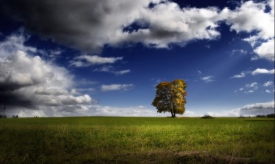 Одинокий дуб в поле