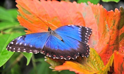 Синяя бабочка на листке