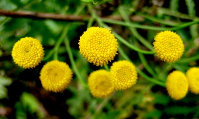 Желтые цветки