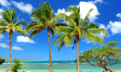 Три пальмы на берегу