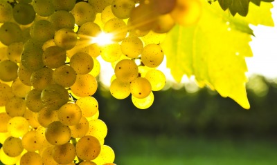 Светящиеся грозди винограда