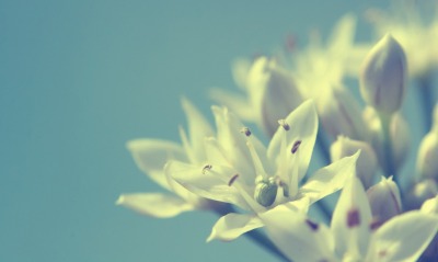 Циановые цветы