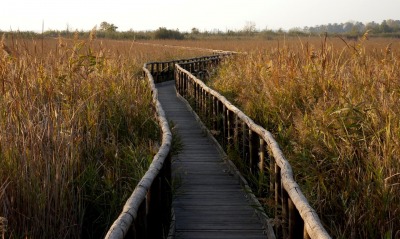 Мост-тропинка через болото