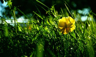 Желтый цветок в зеленой траве