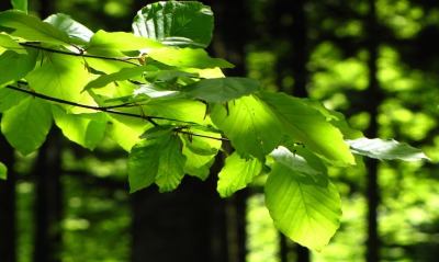 Ярко зеленые листья в лесу