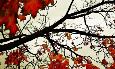 Оставшиеся листья на дереве