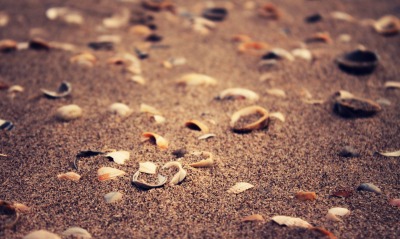 Разбитые ракушки на песке