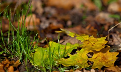 Осенние листья у россистой травы
