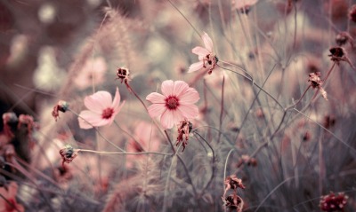 Цветки в розовам цвете