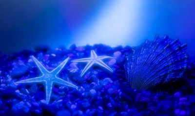 Морское дно с морскими звездами