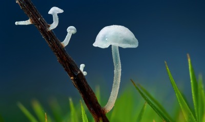 Прозрачный гриб