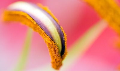 Макро съемка цветка