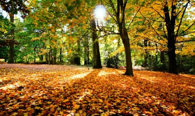 Осень листья на земле