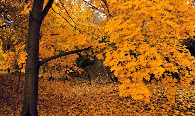 Опавшие желтые листья