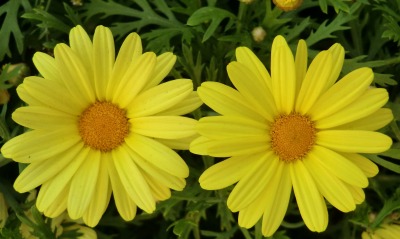Два желтых цветка