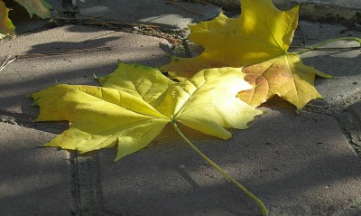 Желтые листья на плитке