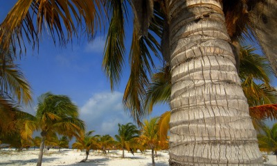 Пляж из пальм