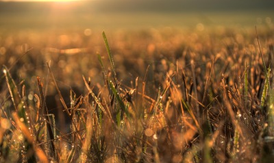 Роса солнце трава
