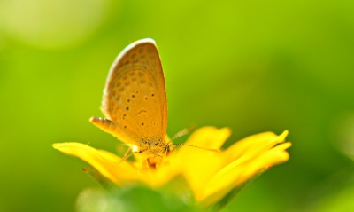 Желтая бабочка на цветке