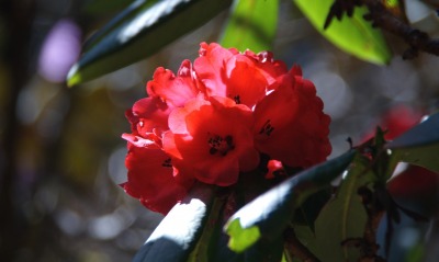 Красный цветок
