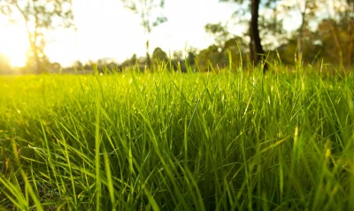 Зеленая трава и солнце