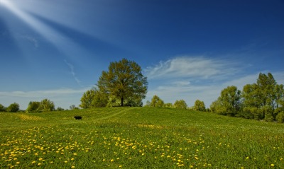 Зеленое поле с одуванчиками