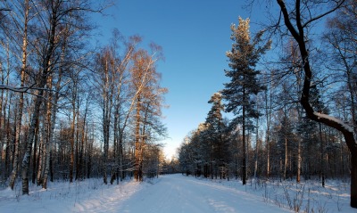 Русский зимний лес