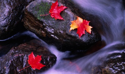 Мокрые листья на камне в реке