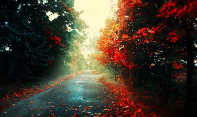 Дорога в красных листьях
