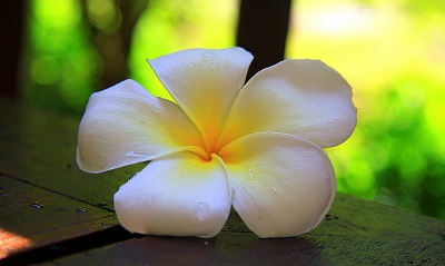 Плюмерия (тайландский цветок)