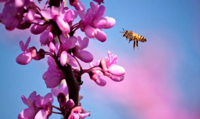 Весенние цветы с пчелой