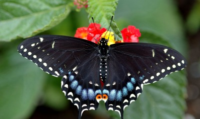 Черная бабочка