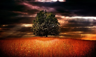Мрак поле дерево