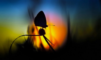 Бабочка закат трава
