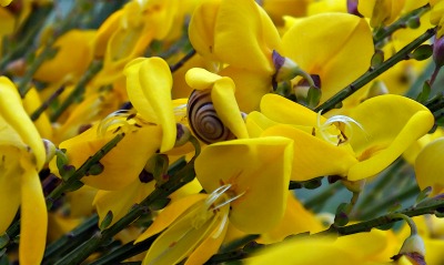 Желтые распускающиеся цветы