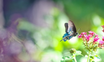 Пархающая над цветком бабочка