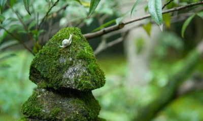 Улитка на камнях с мохом