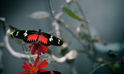 Черная бабочка на красном цветке