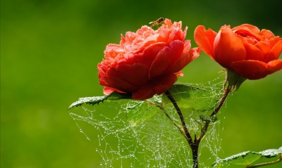 Красные цветы в паутине
