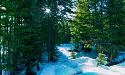 Снег, лучи, солнце, лес, ели
