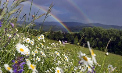 Две радуги над полевыми цветами